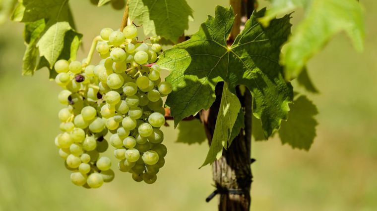 Asaja CLM alerta de 'sospechas' de fraude en el sector vitivinícola y pide más control, sanciones y cierre de bodegas
