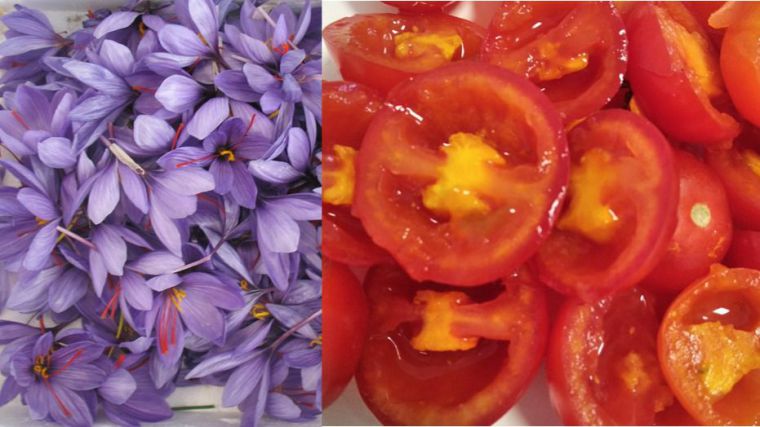 El 'tomafrán', un híbrido de tomate y azafrán creado por investigadores del Instituto Botánico de la UCLM