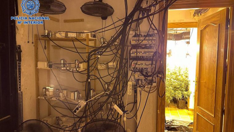 Cuatro personas detenidas y más de 500 plantas de marihuana decomisadas en dos laboratorios de Bargas y Magán