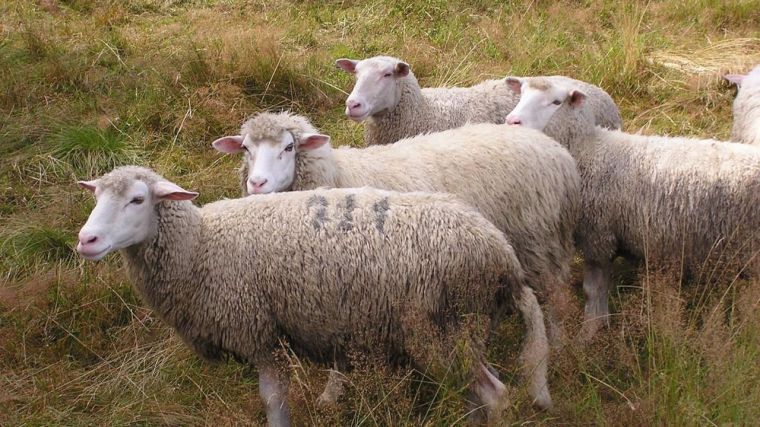 El próximo martes se levantarán las restricciones de movimiento por la viruela ovina