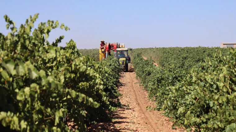Unión de Uniones alerta que el precio de la uva en Valdepeñas es inferior al percibido hace más de 25 años