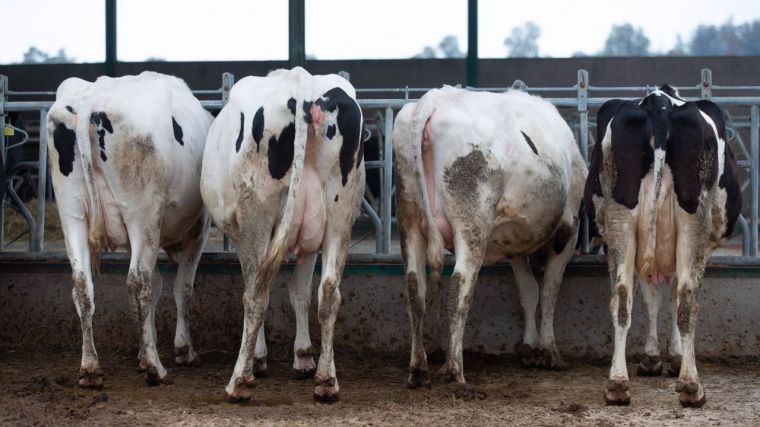 Asaja avisa de la 'agonizante situación' de sector bovino en C-LM por la extensión de Enfermedad Hemorrágica Epizoótica