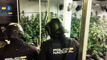 La Operación 'Calatea' se salda con siete detenidos y 311 plantas y 81 kilos de marihuana incautados en Albacete