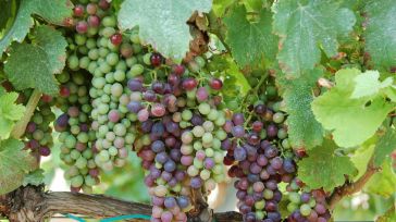 CLM lidera las exportaciones de vino en volumen y en valor en el primer trimestre
