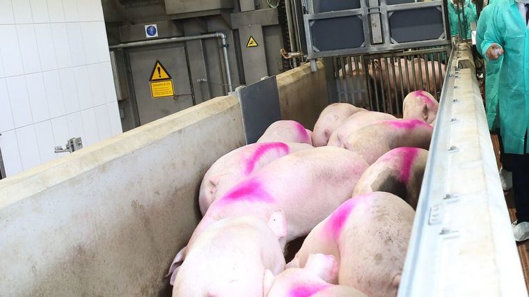 Inauguración del nuevo matadero de porcino de la empresa Industrias Cárnicas Loriente Piqueras S.A.